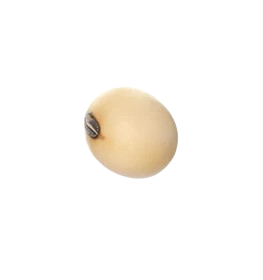Soybean Grain